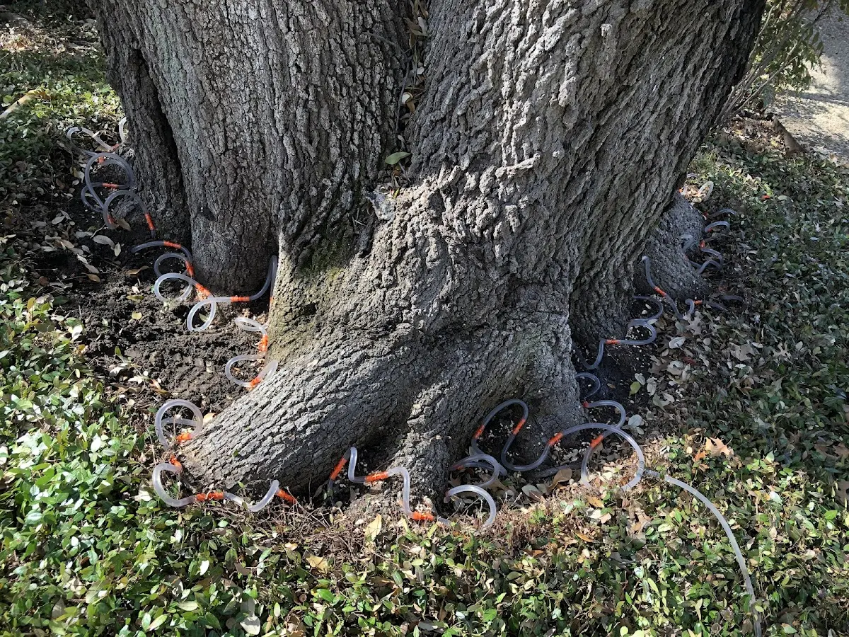 Detailed Tree Cabling and Bracing job site in White House