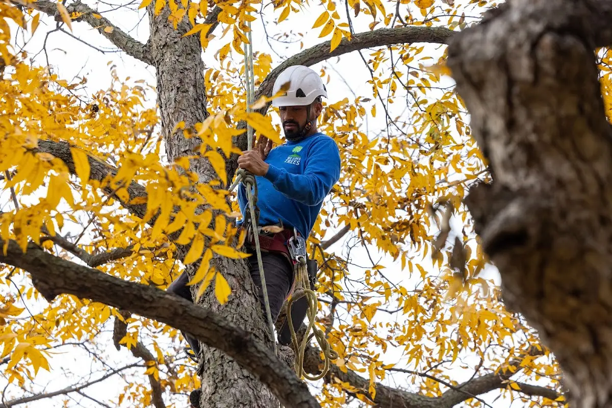 Skilled Tree Planing crew working in White House